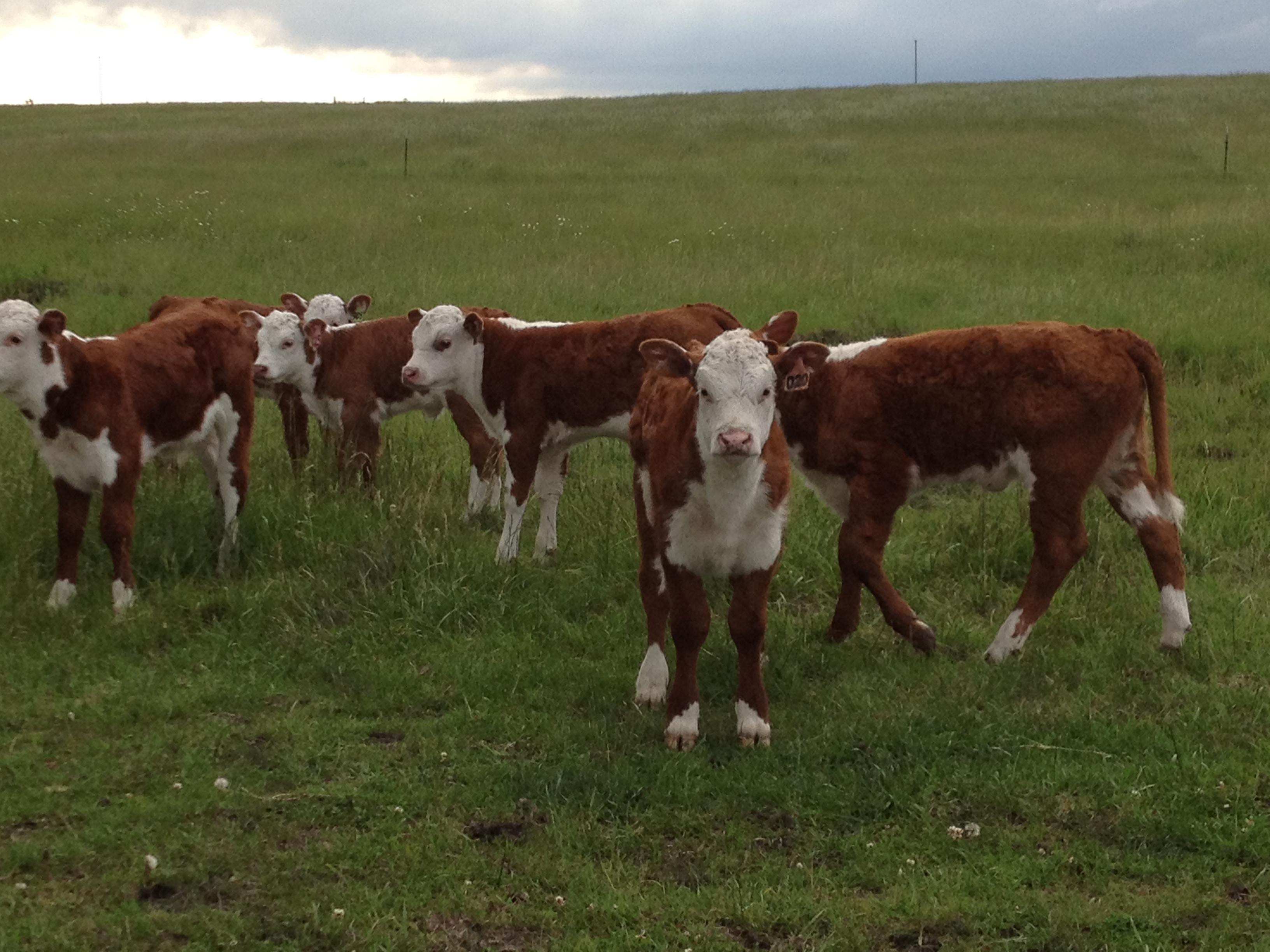 Genetics Bigelow Family Farm Farm Raised Beef Pork for Sale